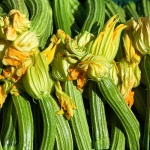 zucchine-romanesche